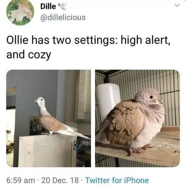 ollie has two settings - Dille Ollie has two settings high alert, and cozy 20 Dec. 18. Twitter for iPhone