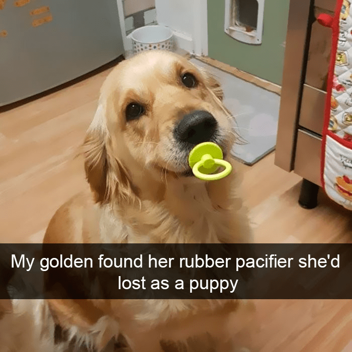 golden retriever with a pacifier - My golden found her rubber pacifier she'd lost as a puppy