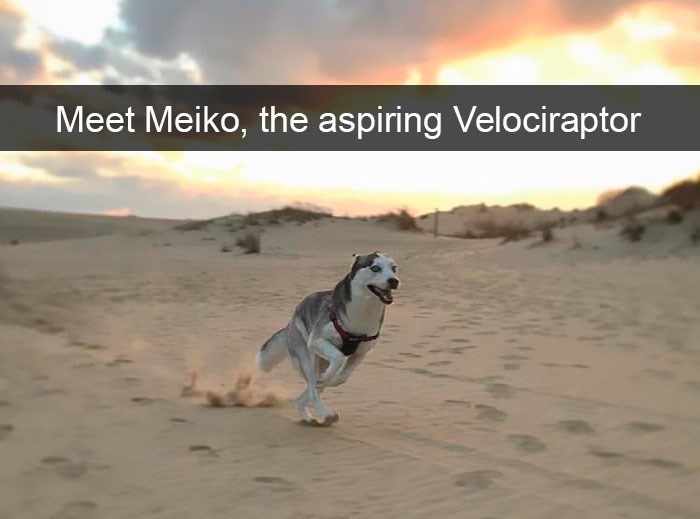 aspiring velociraptor - Meet Meiko, the aspiring Velociraptor