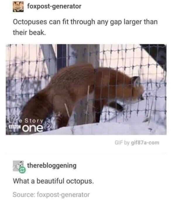 octopuses can fit through any gap larger than their beak - foxpostgenerator Octopuses can fit through any gap larger than their beak. 29 e Story was one Gif by gif87acom therebloggening What a beautiful octopus. Source foxpostgenerator