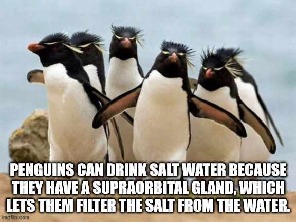 penguin meme funny - Penguins Can Drink Salt Water Because They Have A Supraorbital Gland, Which Lets Them Filter The Salt From The Water. imgflip.com