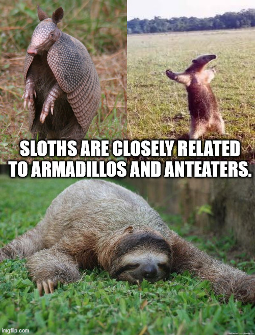 sloth sleeping - Sloths Are Closely Related To Armadillos And Anteaters. imgflip.com