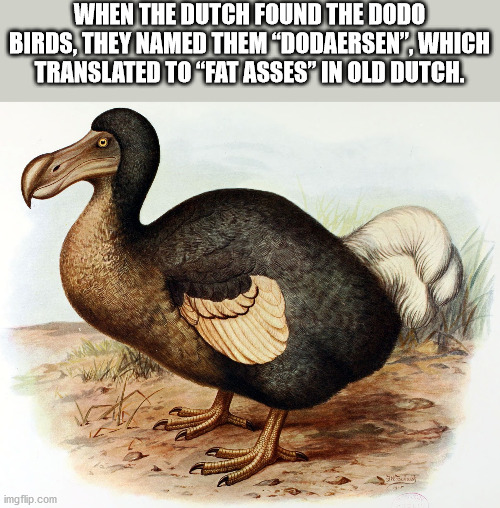 dodo extinct animals - When The Dutch Found The Dodo Birds, They Named Them Dodaersen", Which Translated To "Fat Asses" In Old Dutch. imgflip.com