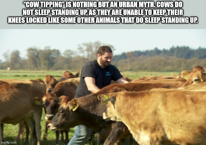 pasture - "Cow Tipping" Is Nothing But An Urban Myth.Cows Do Not Sleep Standing Up. As They Are Unable To Keep Their Knees Locked Some Other Animals That Do Sleep Standing Up imgflip.com