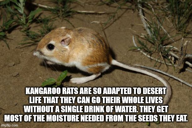 desert kangaroo rat - Kangaroo Rats Are So Adapted To Desert Life That They Can Go Their Whole Lives Without A Single Drink Of Water. They Get Most Of The Moisture Needed From The Seeds They Eat. imgflip.com