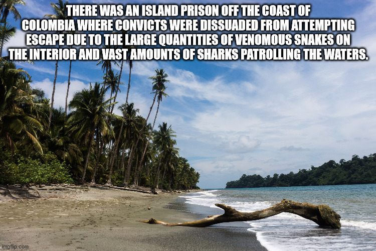 gorgona island - There Was An Island Prison Off The Coast Of Colombia Where Convicts Were Dissuaded From Attempting Escape Due To The Large Quantities Of Venomous Snakes On The Interior And Vast Amounts Of Sharks Patrolling The Waters. Imgflip.com