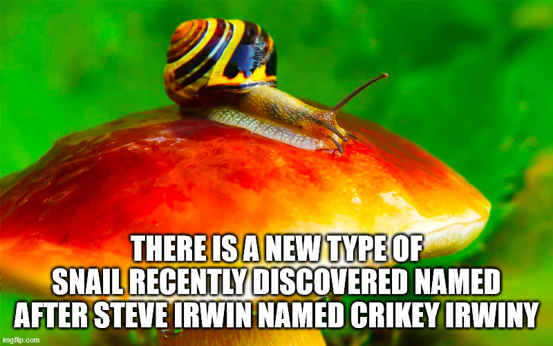 afc west champions - There Is A New Type Of Snail Recently Discovered Named After Steve Irwin Named Crikey Irwiny imgflip.com