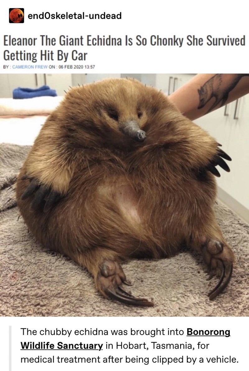 eleanor the giant echidna - endoskeletalundead Eleanor The Giant Echidna Is So Chonky She Survived Getting Hit By Car By Cameron Frew On The chubby echidna was brought into Bonorong Wildlife Sanctuary in Hobart, Tasmania, for medical treatment after being