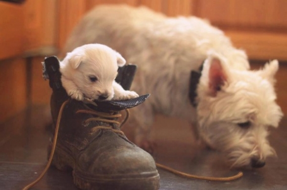 puppy in a shoe