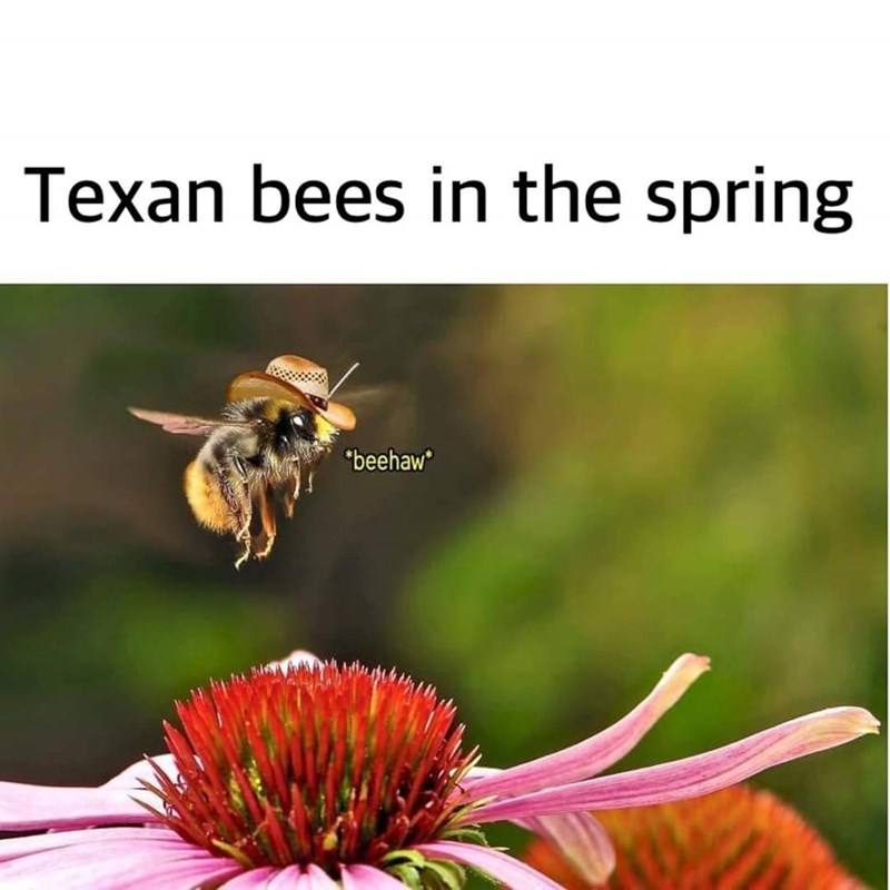 texan bees beehaw - Texan bees in the spring beehaw