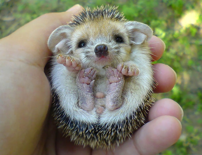 baby hedgehog sleeping