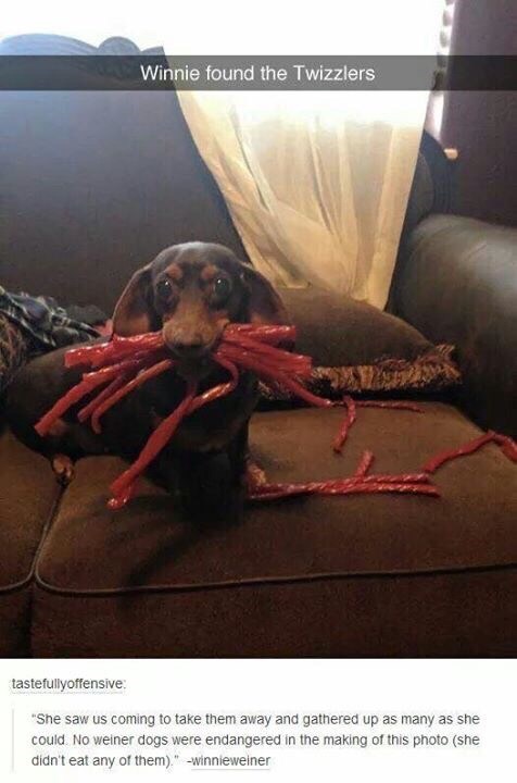 winnie found the twizzlers - Winnie found the Twizzlers tastefullyoffensive She saw us coming to take them away and gathered up as many as she could. No weiner dogs were endangered in the making of this photo she didn't eat any of them." winnieweiner