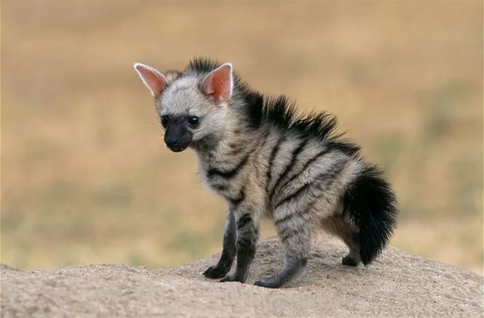 baby aardwolf