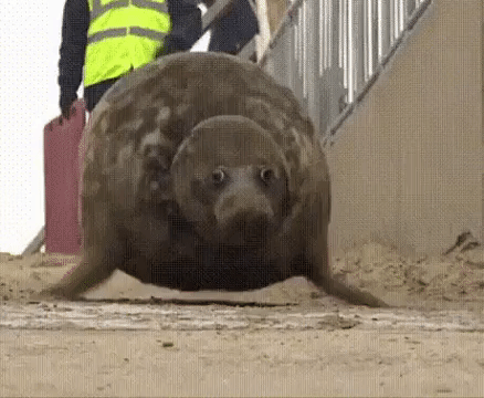 fat seals gif