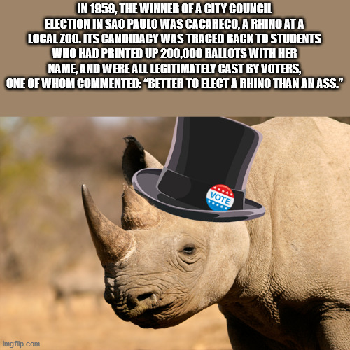 Rhinoceros - In 1959, The Winner Of A City Council Election In Sao Paulo Was Cacareco, A Rhino Ata Local Zoo. Its Candidacy Was Traced Back To Students Who Had Printed Up 200,000 Ballots With Her Name And Were All Legitimately Cast By Voters, One Of Whom 