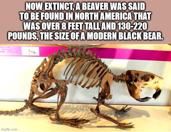 skeleton - Now Extinct, A Beaver Was Said To Be Found In North America That Was Over 8 Feet Tall And 130220 Pounds, The Size Of A Modern Black Bear. imgflip.com