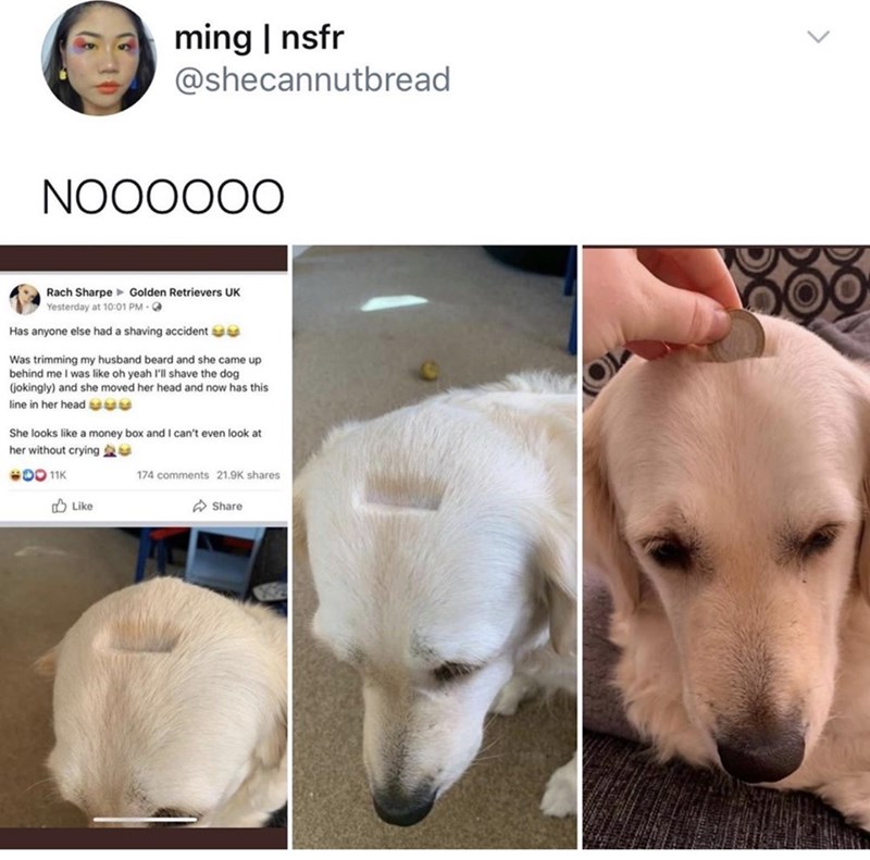 puppy - ming | nsfr NOO0000 Rach Sharpe Golden Retrievers Uk Yesterday at Oo Has anyone else had a shaving accident Was trimming my husband beard and she came up behind me I was oh yeah I'll shave the dog jokingly and she moved her head and now has this l