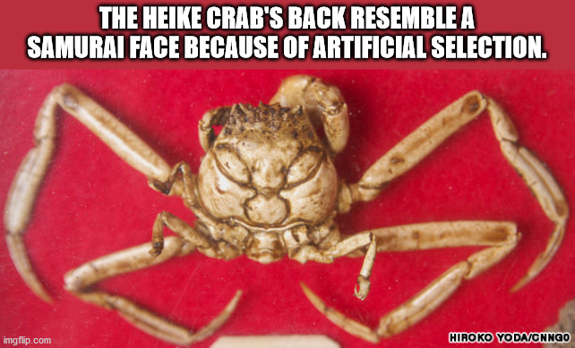 heike crab - The Heike Crab'S Back Resemble A Samurai Face Because Of Artificial Selection. imgflip.com Hiroko YodaCnngo