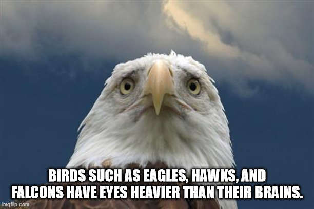 new zealand freedom - Birds Such As Eagles, Hawks, And Falcons Have Eyes Heavier Than Their Brains. imgflip.com