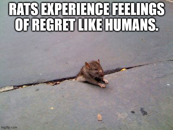 rat stuck in sidewalk - Rats Experience Feelings Of Regret Humans. imgflip.com