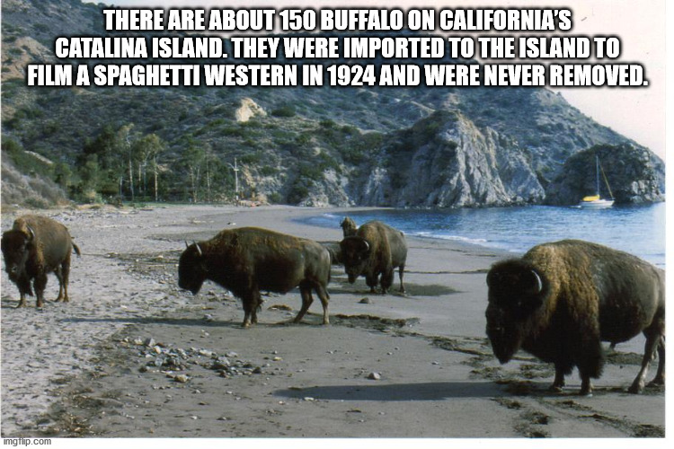 catalina island buffalo - There Are About 150 Buffalo On California'S Catalina Island. They Were Imported To The Island To Film A Spaghetti Western In 1924 And Were Never Removed. imgrip.com