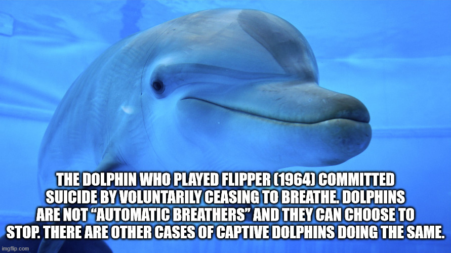 oxford brookes university - The Dolphin Who Played Flipper 1964 Committed Suicide By Voluntarily Ceasing To Breathe. Dolphins Are Not "Automatic Breathers And They Can Choose To Stop. There Are Other Cases Of Captive Dolphins Doing The Same imgflip.com