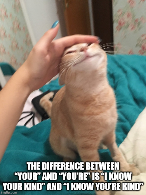 petting cat meme - The Difference Between "Your" And "You'Re" Is T Know Your Kind" And "I Know You'Re Kind" imgflip.com