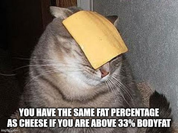 cat fail - You Have The Same Fat Percentage As Cheese If You Are Above 33% Bodyfat imgflip.com