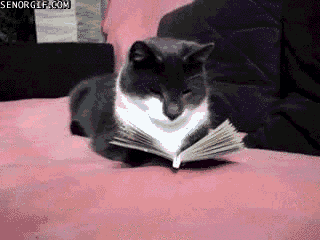 cat reading book gif - Senorgif.Com