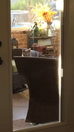 cat on spinning chair gif