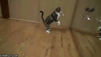 slow motion cat fails gif - Senorgif.Com