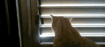 opening the blinds gif