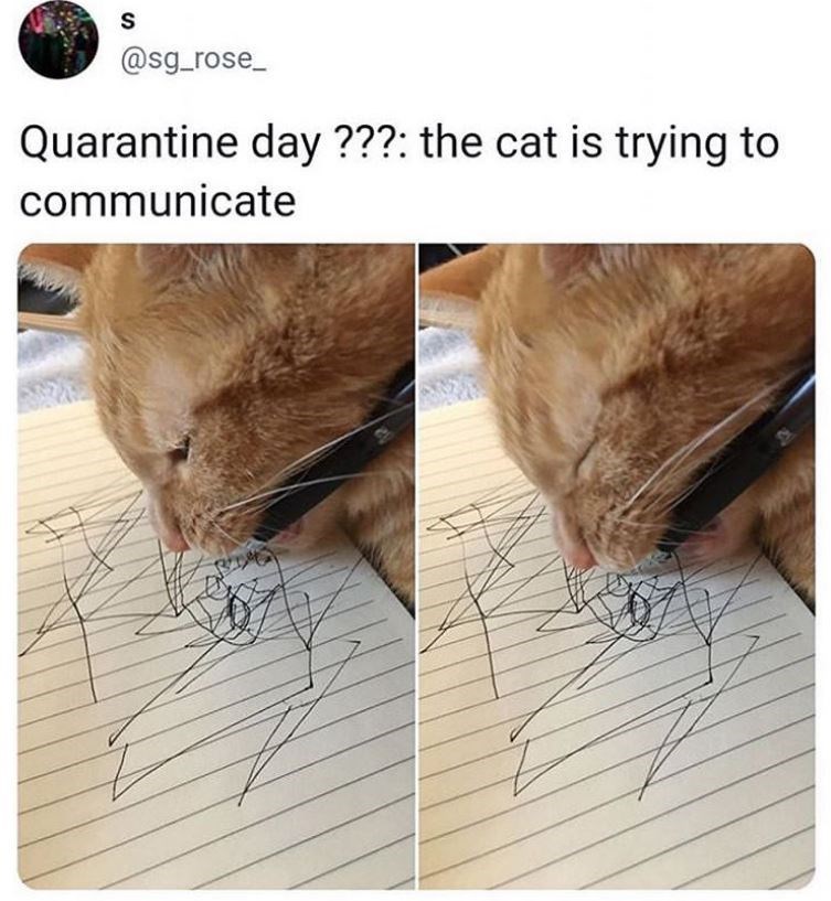 quarantine animals meme - Quarantine day ??? the cat is trying to communicate