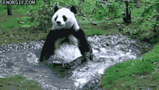 panda bath gif - Senorgif.Com
