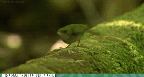 shake your tail feather gif - Gifs.Icanhascheezburger.Com