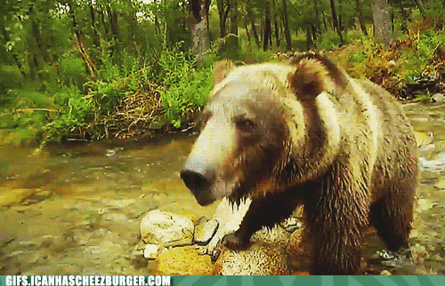 scary big bear - Gifs.Icanhascheezburger.Com