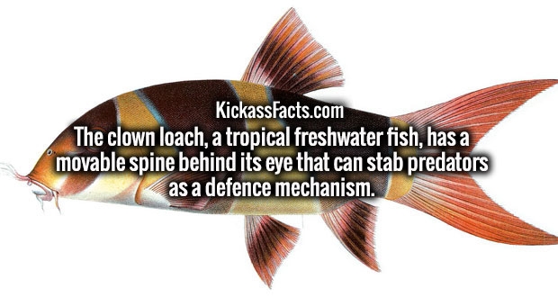 fish - KickassFacts.com The clown loach, a tropical freshwater fish, has a movable spine behind its eye that can stab predators as a defence mechanism.