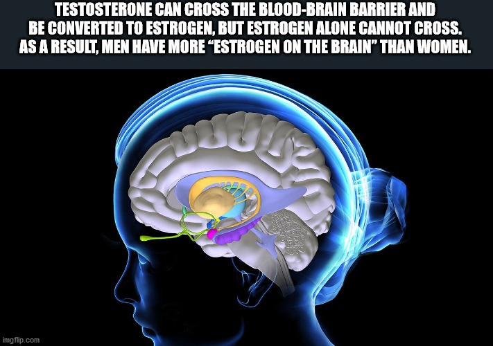 Brain - Testosterone Can Cross The BloodBrain Barrier And Be Converted To Estrogen. But Estrogen Alone Cannot Cross. As A Result, Men Have More Estrogen On The Brain" Than Women. a imgflip.com