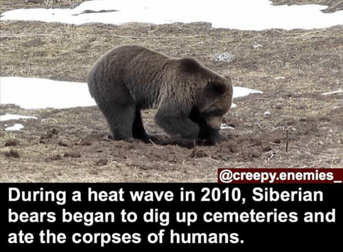 grizzly bear - .enemies_ During a heat wave in 2010, Siberian bears began to dig up cemeteries and ate the corpses of humans.