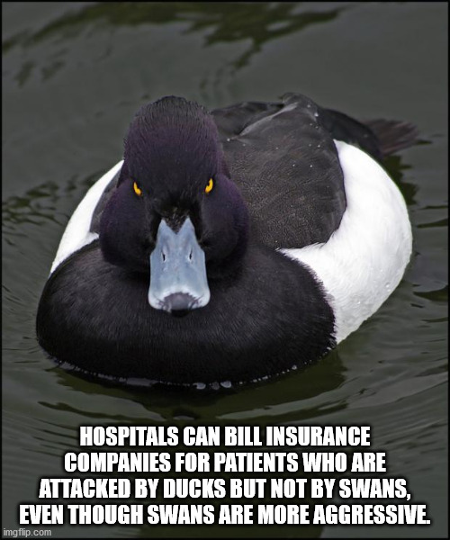 duck memes - Hospitals Can Bill Insurance Companies For Patients Who Are Attacked By Ducks But Not By Swans, Even Though Swans Are More Aggressive, imgflip.com