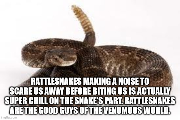 terrestrial animal - Rattlesnakes Making A Noise To Scare Us Away Before Biting Us Is Actually Super Chill On The Snake'S Part. Rattlesnakes Are The Good Guys Of The Venomous World. imgflip.com