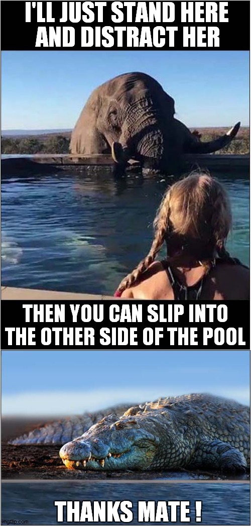 Animal - I'Ll Just Stand Here And Distract Her Then You Can Slip Into The Other Side Of The Pool Thanks Mate! Imgflip.com