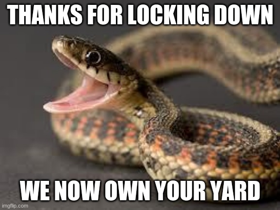 snakes with hair - Thanks For Locking Down We Now Own Your Yard imgflip.com