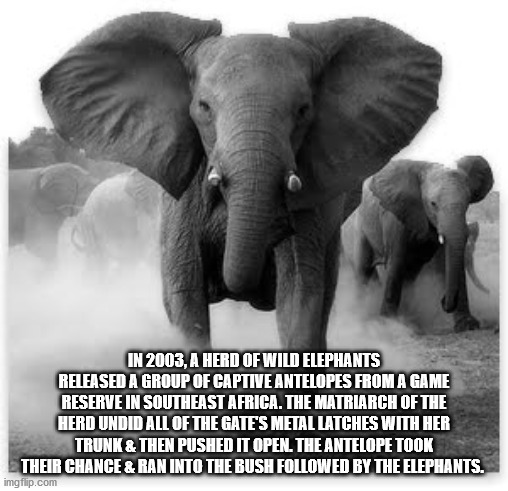 unexpected facts you now know - In 2003, A Herd Of Wild Elephants Released A Group Of Captive Antelopes From A Game Reserve In Southeast Africa. The Matriarch Of The Herd Undid All Of The Gates Metal Latches With Her Trunk & Then Pushed it open, the antel
