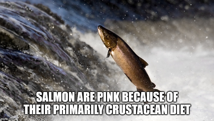 unexpected facts you now know - Salmon Are Pink Because Of Their Primarily Crustacean Diet