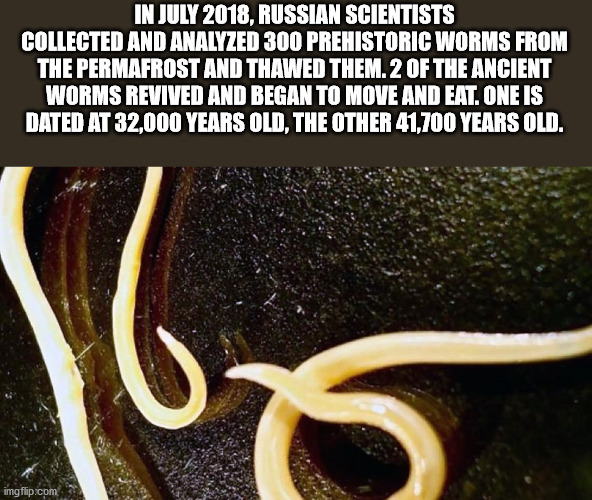 unexpected facts you now know - In July 2018 Russian Scientists Collected And Analyzed 300 Prehistoric Worms From The Permafrost And Thawed Them. 2 Of The Ancient Worms Revived And Began To Move And Eat. One Is Dated At 32,000 Years Old. The Other 41,700 