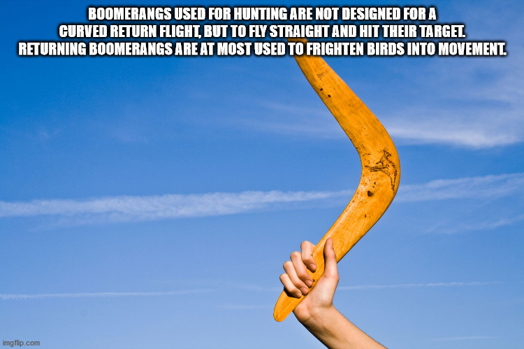 unexpected facts you now know - Boomerangs Used For Hunting Are Not Designed For A Curved Return Flight, But To Fly Straight And Hit Their Target. Returning Boomerangs Are At Most Used To Frighten Birds Into Movement