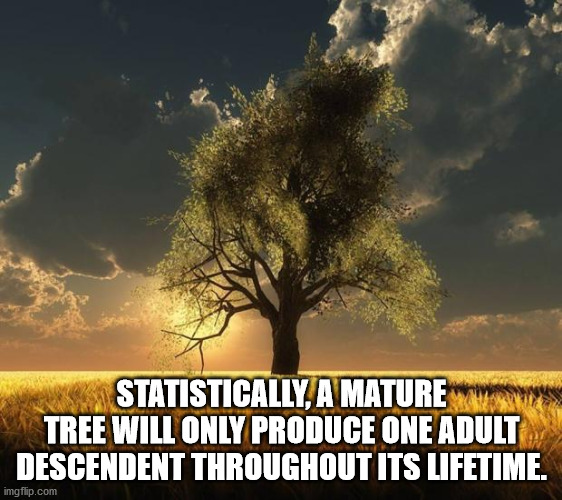 unexpected facts you now know - Statistically, A Mature Tree Will Only Produce One Adult Descendent Throughout Its Lifetime.