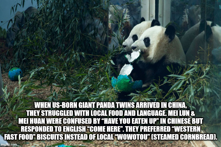 unexpected facts you now know - When Us Born Giant Panda Twins Arrived In China. They Struggled With Local Food And Language. Mei Lun & 2 Mei Huan Were Confused By have you eaten up in Chinese but responded to english come here. They preferred western fas