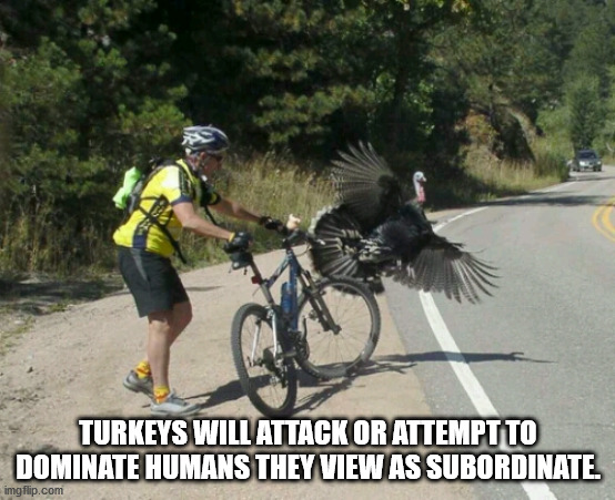 unexpected facts you now know - Turkeys Will Attack Or Attempt To Dominate Humans They View As Subordinate.